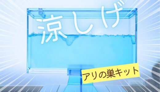 【夏休みにおすすめ】エサも水分も不要！アリの巣立体観察を買ってみた